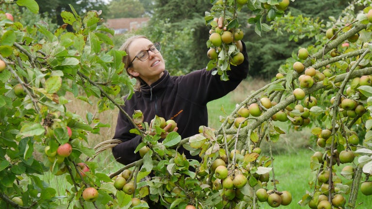 Gardener Emma Greenwood checks apples for ripeness at The Vyne